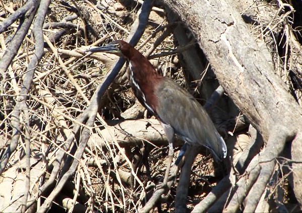 Rufescent Tiger-Heron - ML205028691