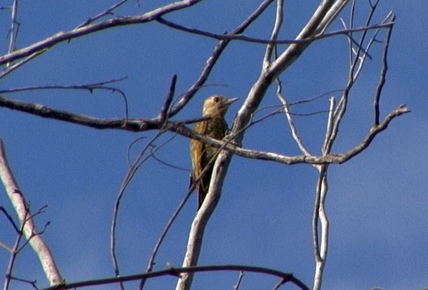 Little Woodpecker - ML205028721