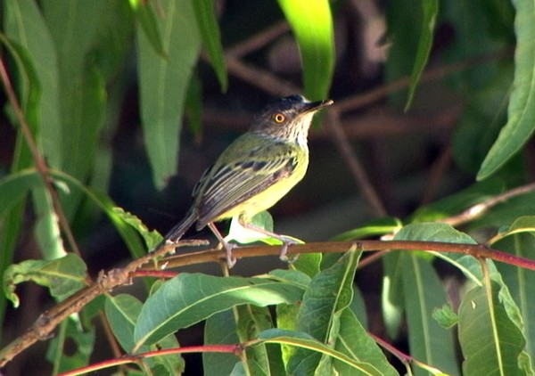 Spotted Tody-Flycatcher - Josep del Hoyo