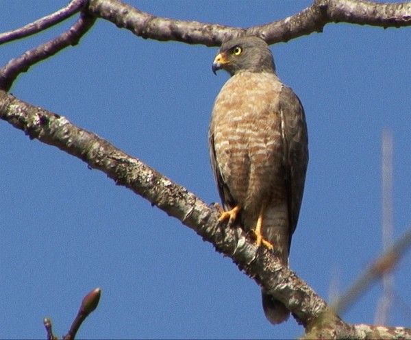 Roadside Hawk (Northern) - ML205028801