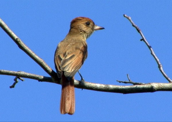 Ash-throated Casiornis - Josep del Hoyo