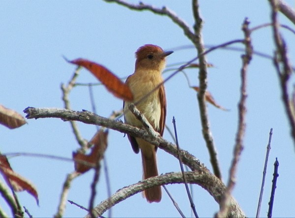 Rufous Casiornis - Josep del Hoyo