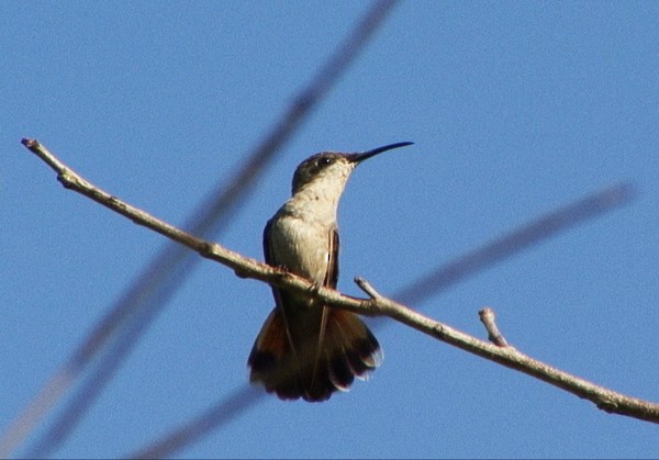 Ruby-topaz Hummingbird - ML205028831