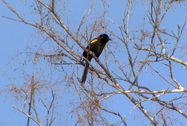 Epaulet Oriole (Epaulet) - Josep del Hoyo