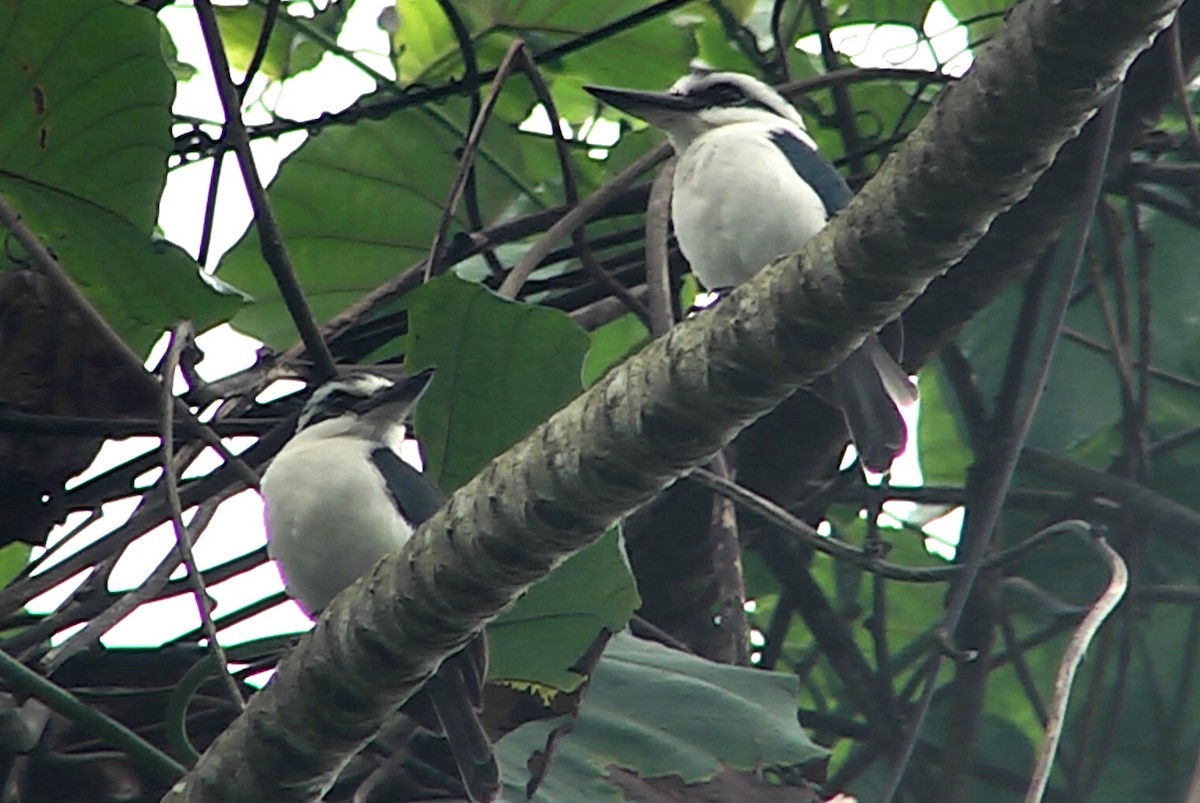 Chattering Kingfisher - ML205028921