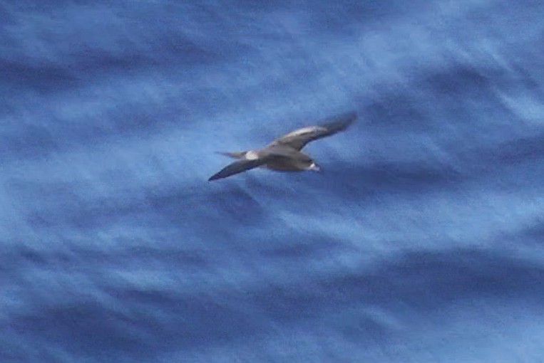 Bulwer's Petrel - ML205028961