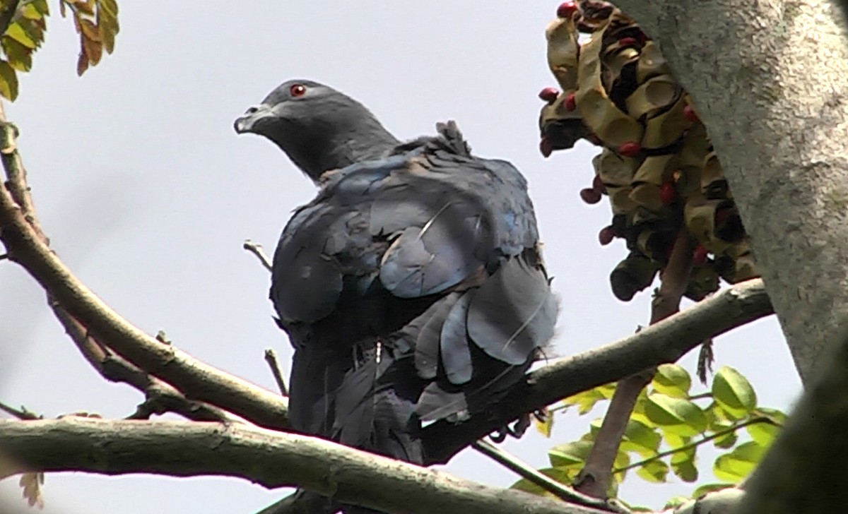 Таитянский плодовый голубь - ML205028991