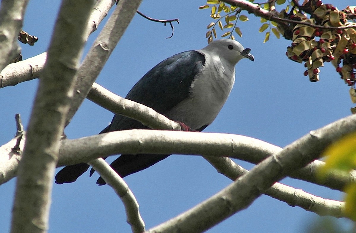 Polynesian Imperial-Pigeon - ML205029001