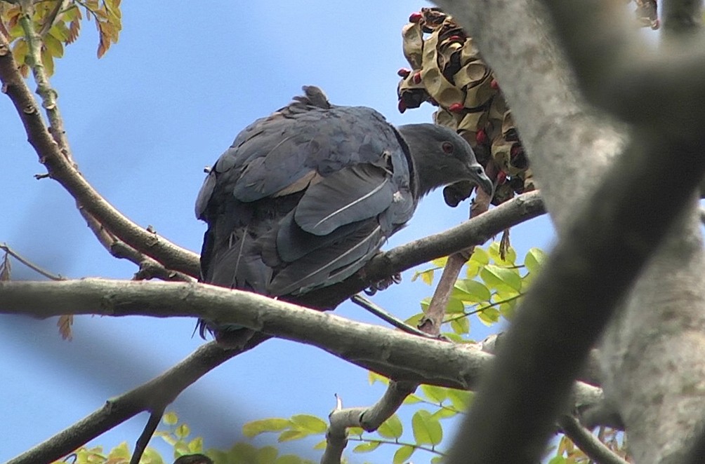 Таитянский плодовый голубь - ML205029021