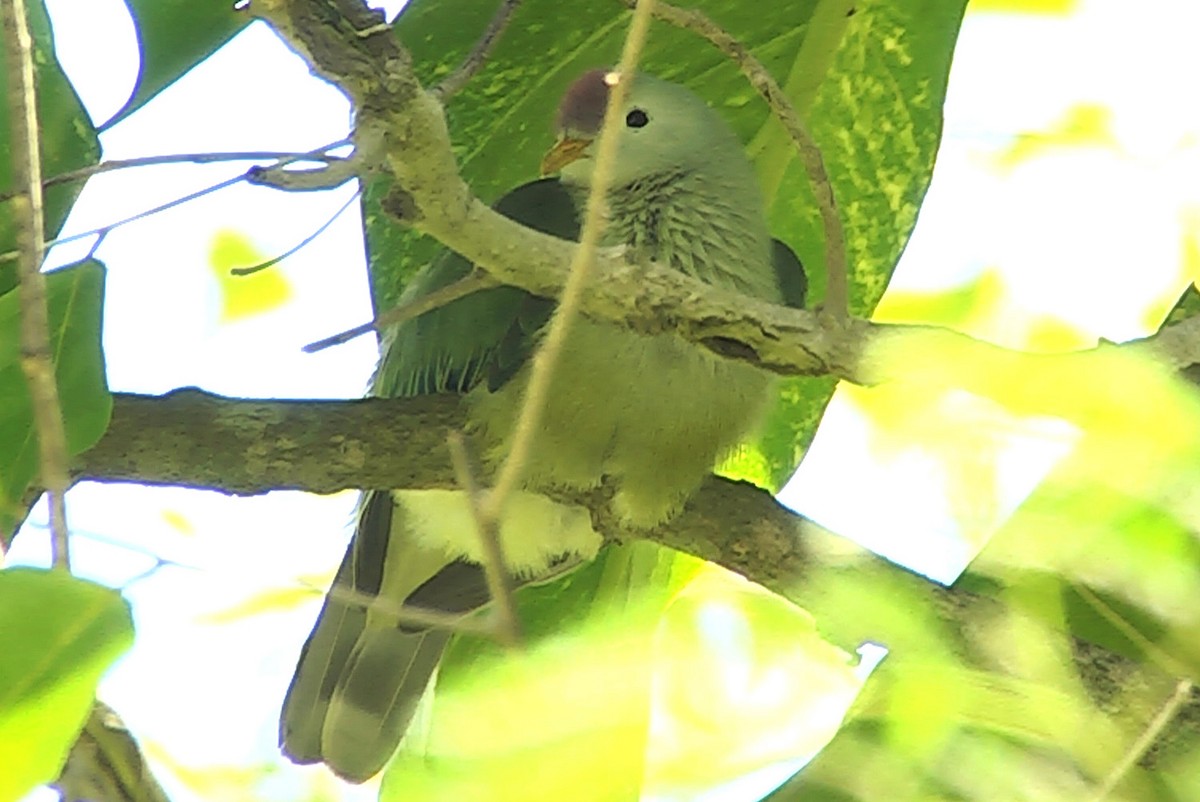 Makatea Fruit-Dove - ML205029031