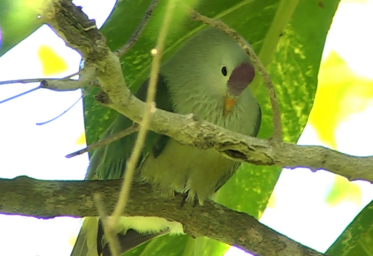 Makatea Fruit-Dove - ML205029051