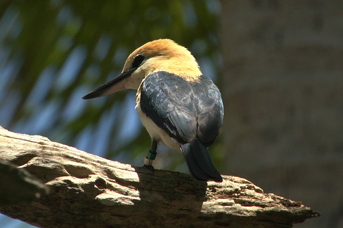 Tuamotu Kingfisher (Niau) - ML205029091