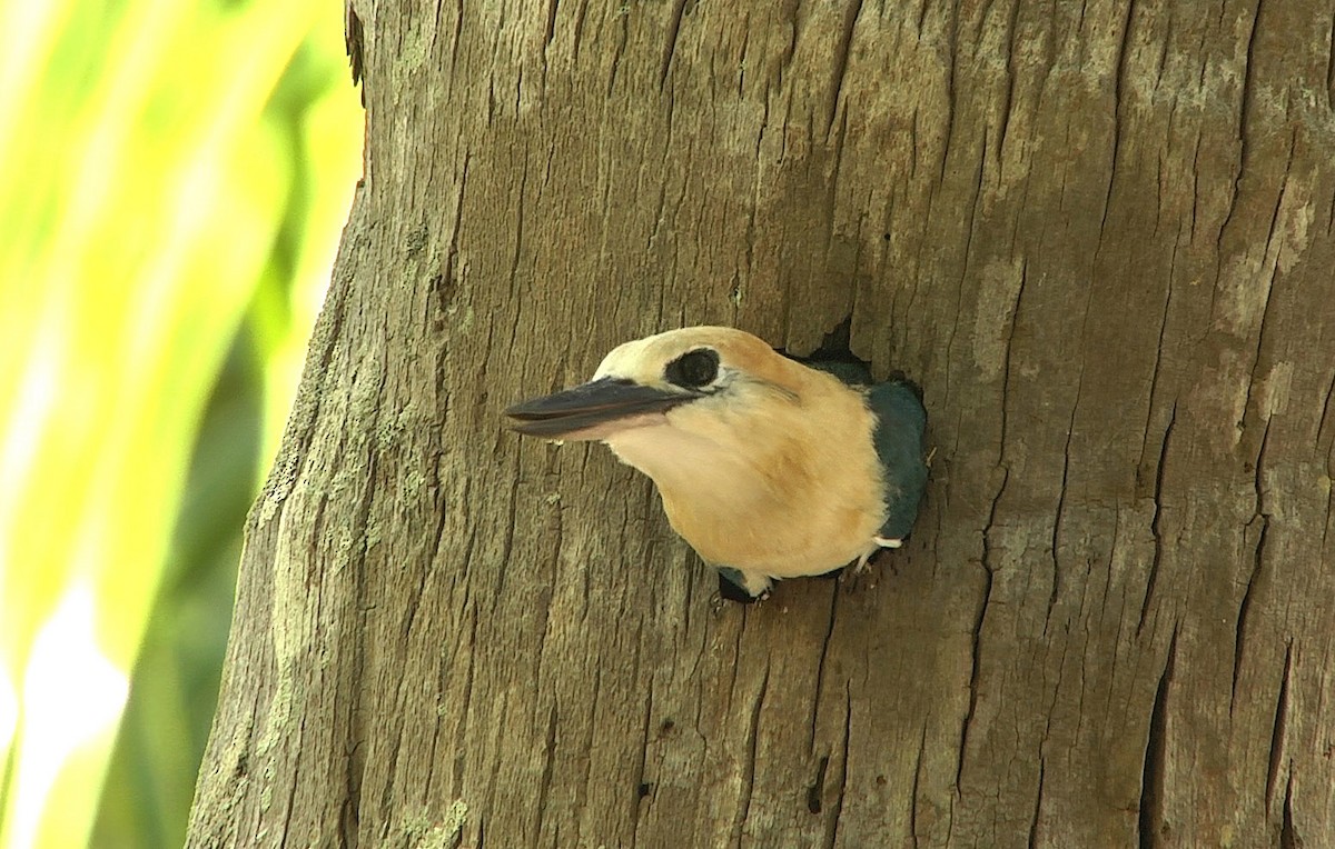 Tuamotu Kingfisher (Niau) - Josep del Hoyo