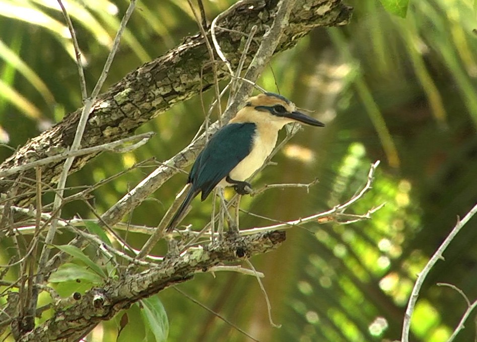 Tuamotu Kingfisher (Niau) - Josep del Hoyo