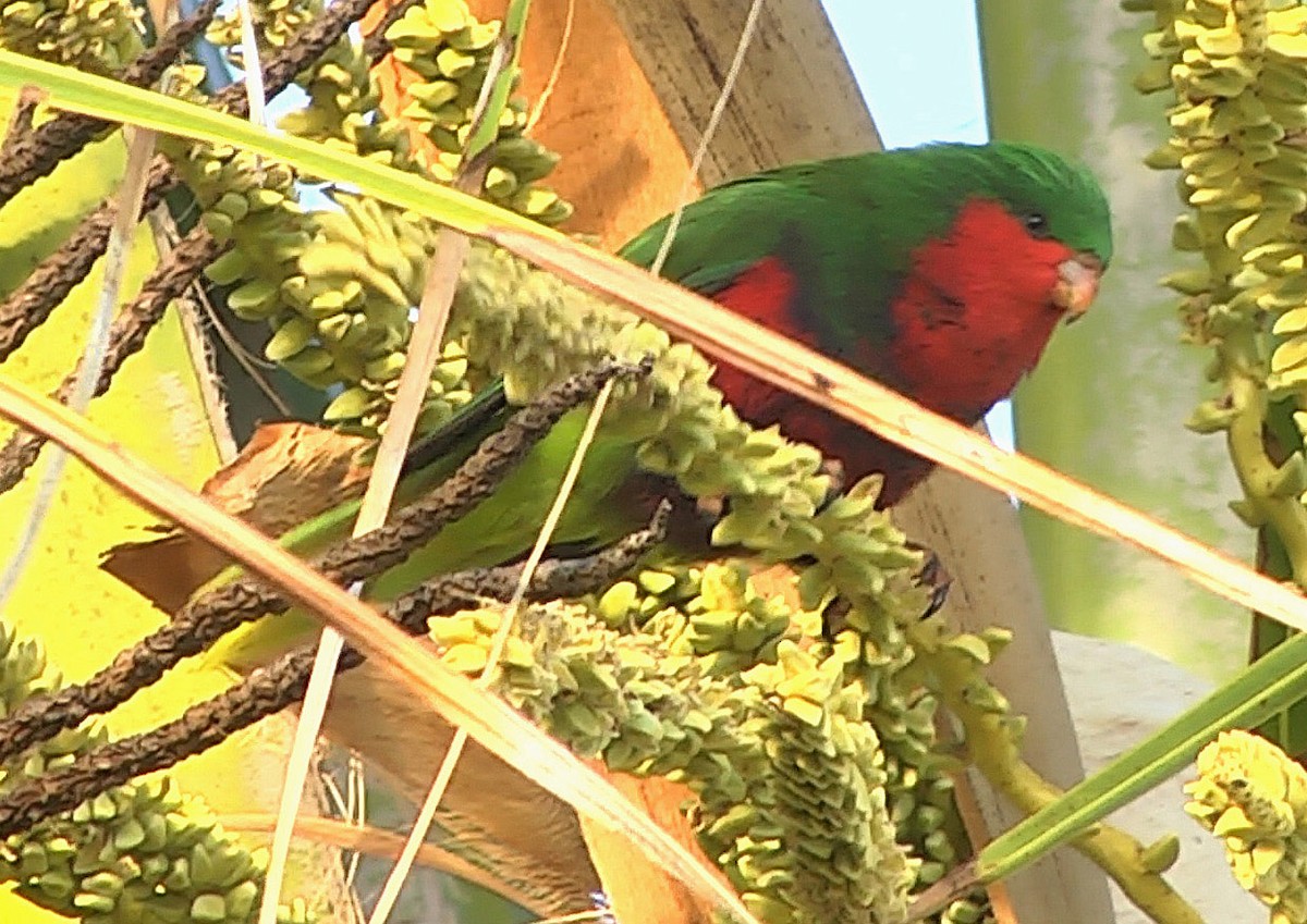 Stephen's Lorikeet - Josep del Hoyo