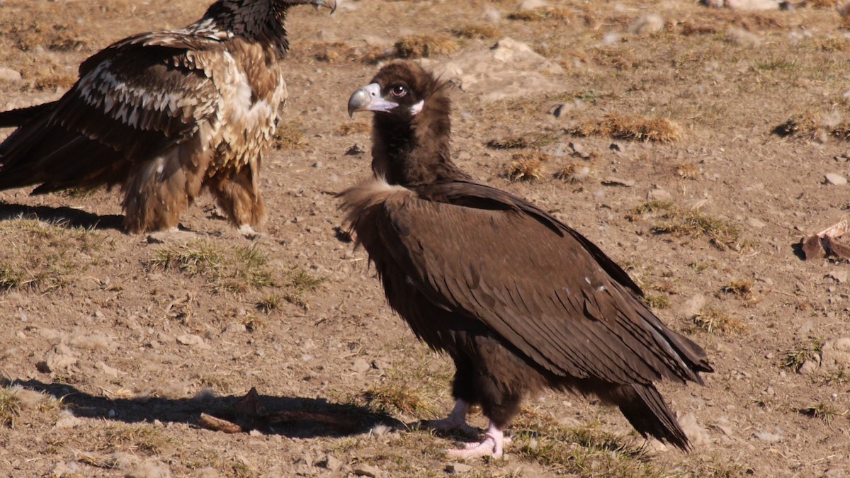 Cinereous Vulture - ML205029271