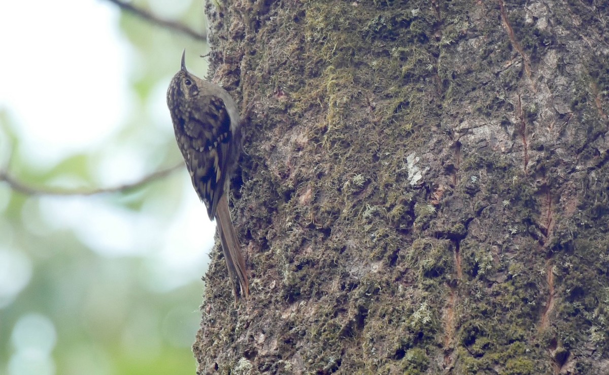 Sikkim Treecreeper - ML205029921