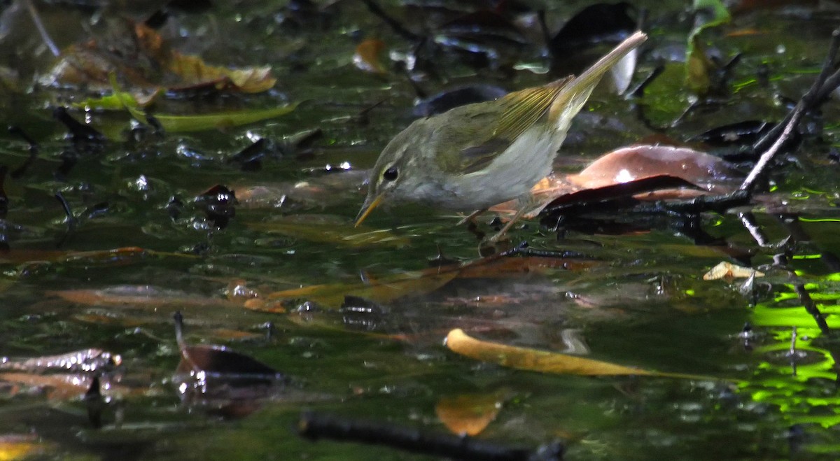 Ijima's Leaf Warbler - ML205030131