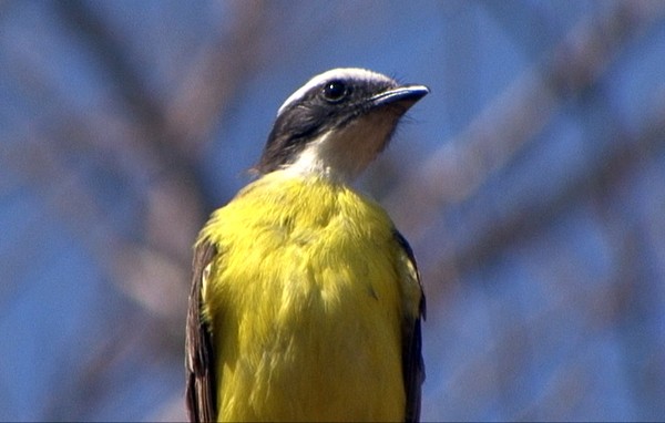 Rusty-margined Flycatcher - ML205030211