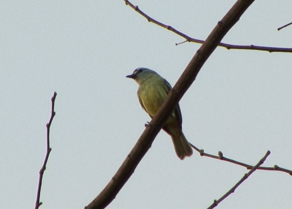 White-lored Tyrannulet - ML205030241