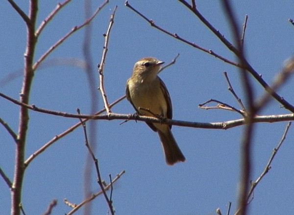 Southern Mouse-colored Tyrannulet - Josep del Hoyo