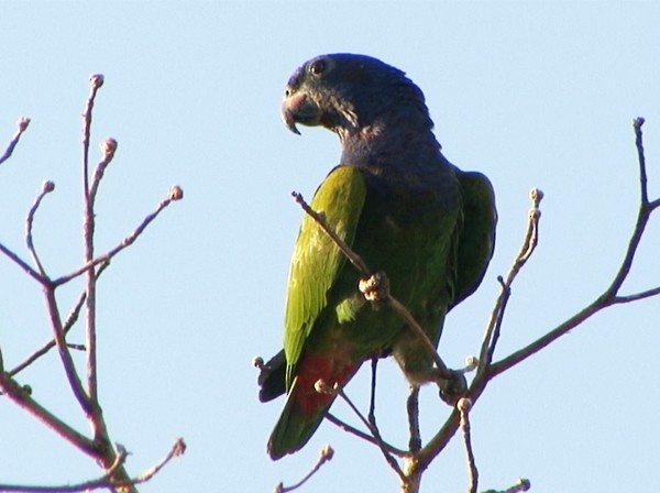 Pione à tête bleue (menstruus/rubrigularis) - ML205030261