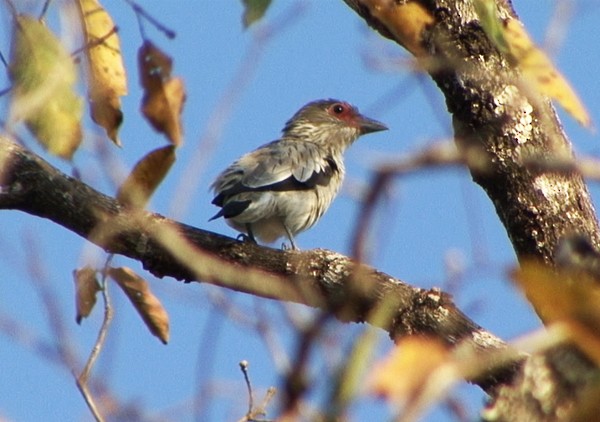 Black-tailed Tityra (Eastern) - ML205030281