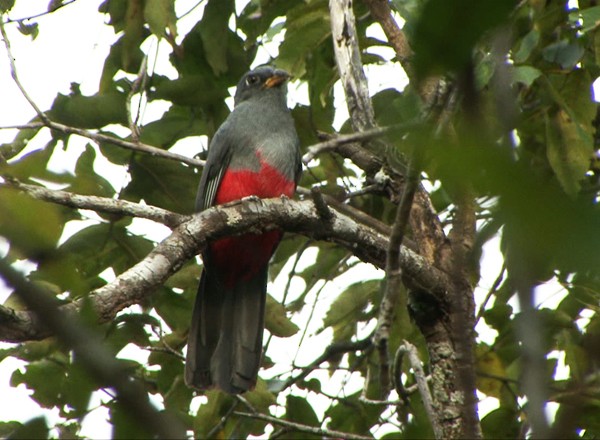 Black-tailed Trogon (Black-tailed) - ML205030311