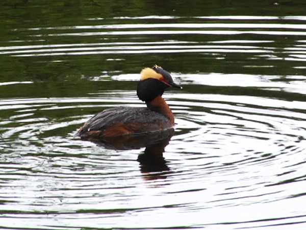 Horned Grebe - ML205030641