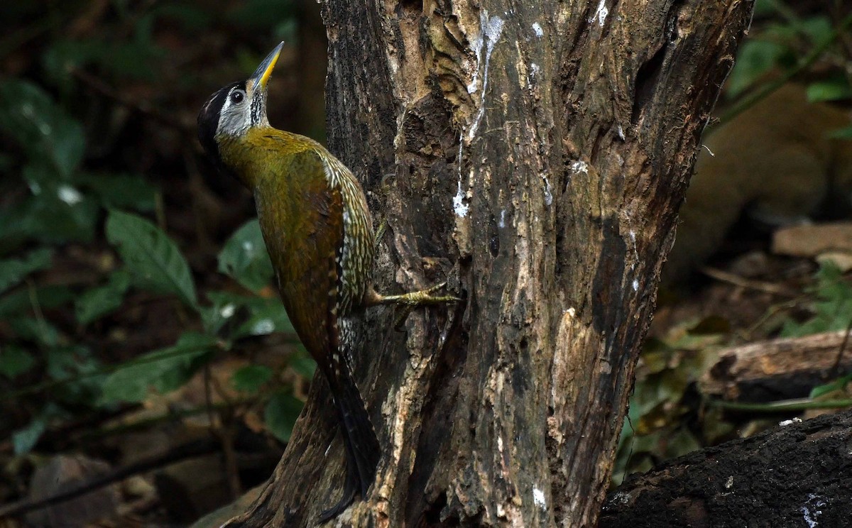 Streak-breasted Woodpecker - ML205031371