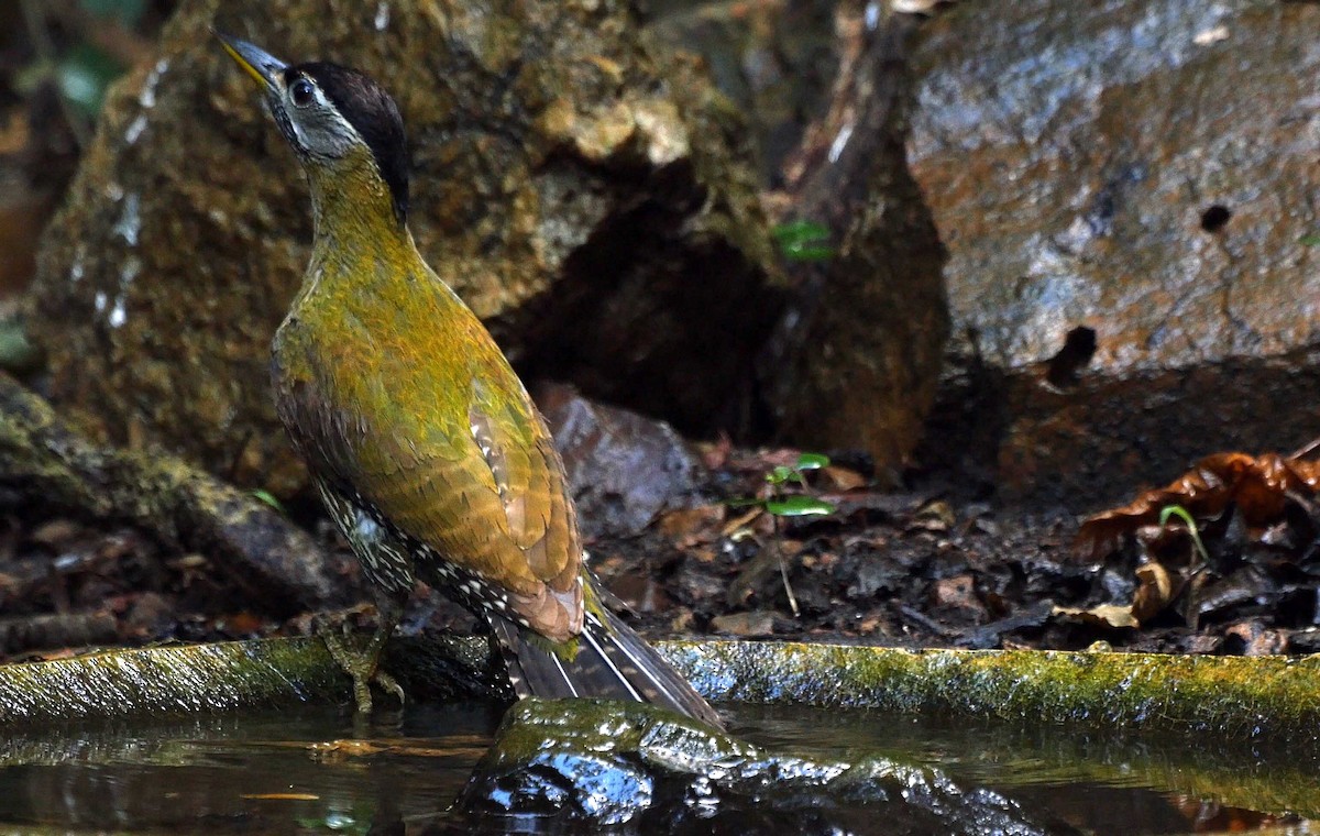 Streak-breasted Woodpecker - ML205031381