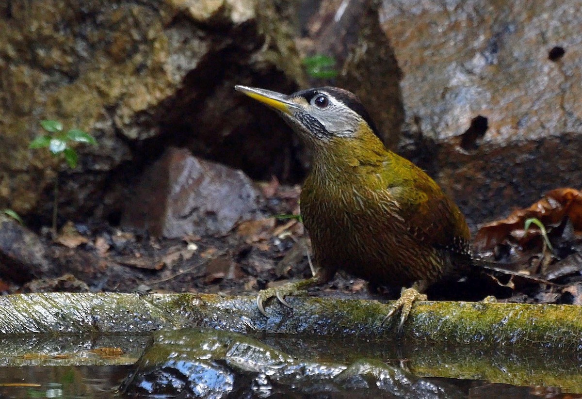 Streak-breasted Woodpecker - ML205031391