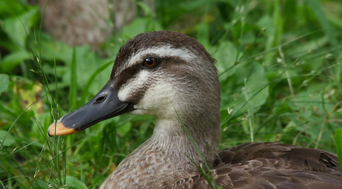 Eastern Spot-billed Duck - Josep del Hoyo