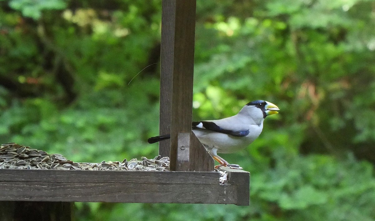 Japanese Grosbeak - ML205031941