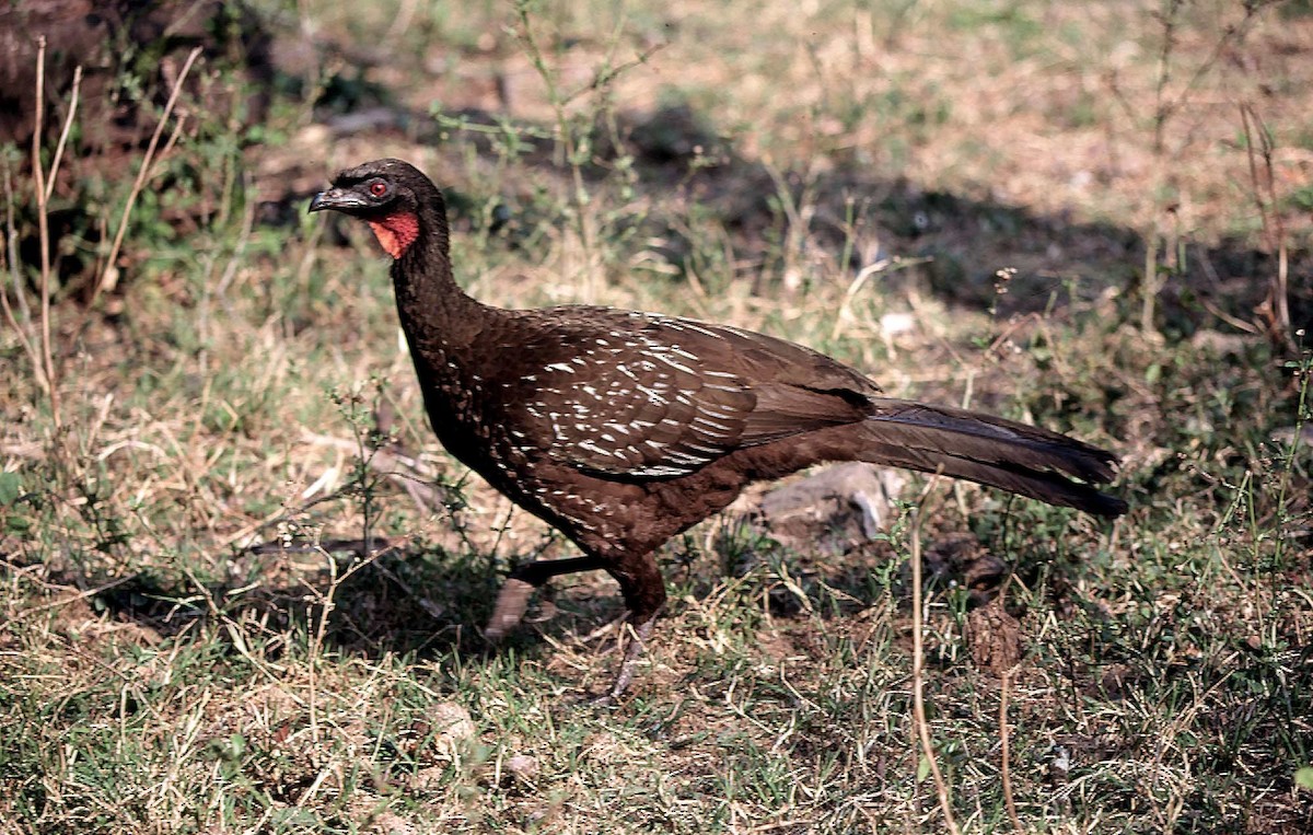 guan bolívijský - ML205032051
