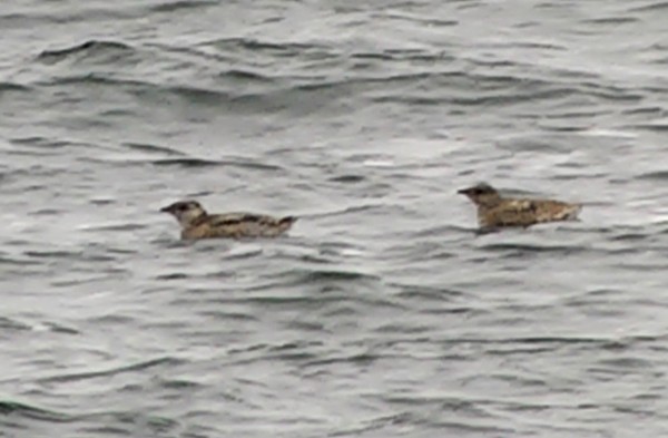 Kittlitz's Murrelet - ML205032121