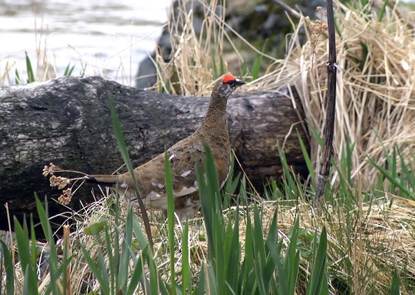 Rock Ptarmigan - ML205032221