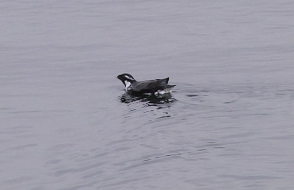 Ancient Murrelet - Josep del Hoyo