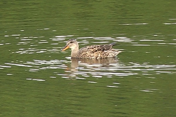 Gadwall - ML205032311