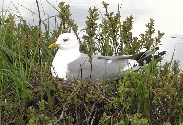 Short-billed Gull - ML205032331