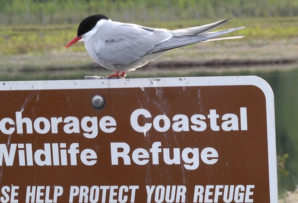 Arctic Tern - Josep del Hoyo