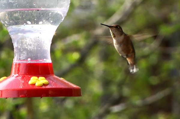 Rufous Hummingbird - Josep del Hoyo