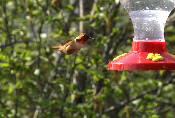 Rufous Hummingbird - Josep del Hoyo