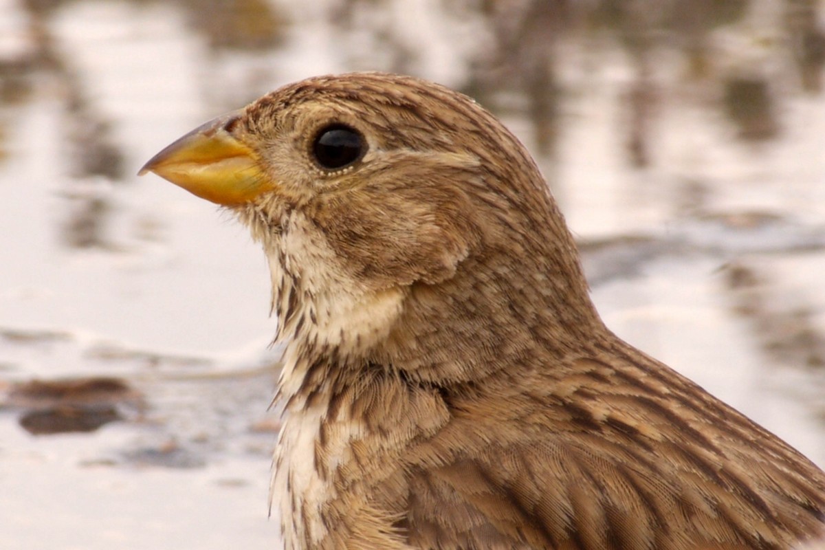 Corn Bunting - Josep del Hoyo