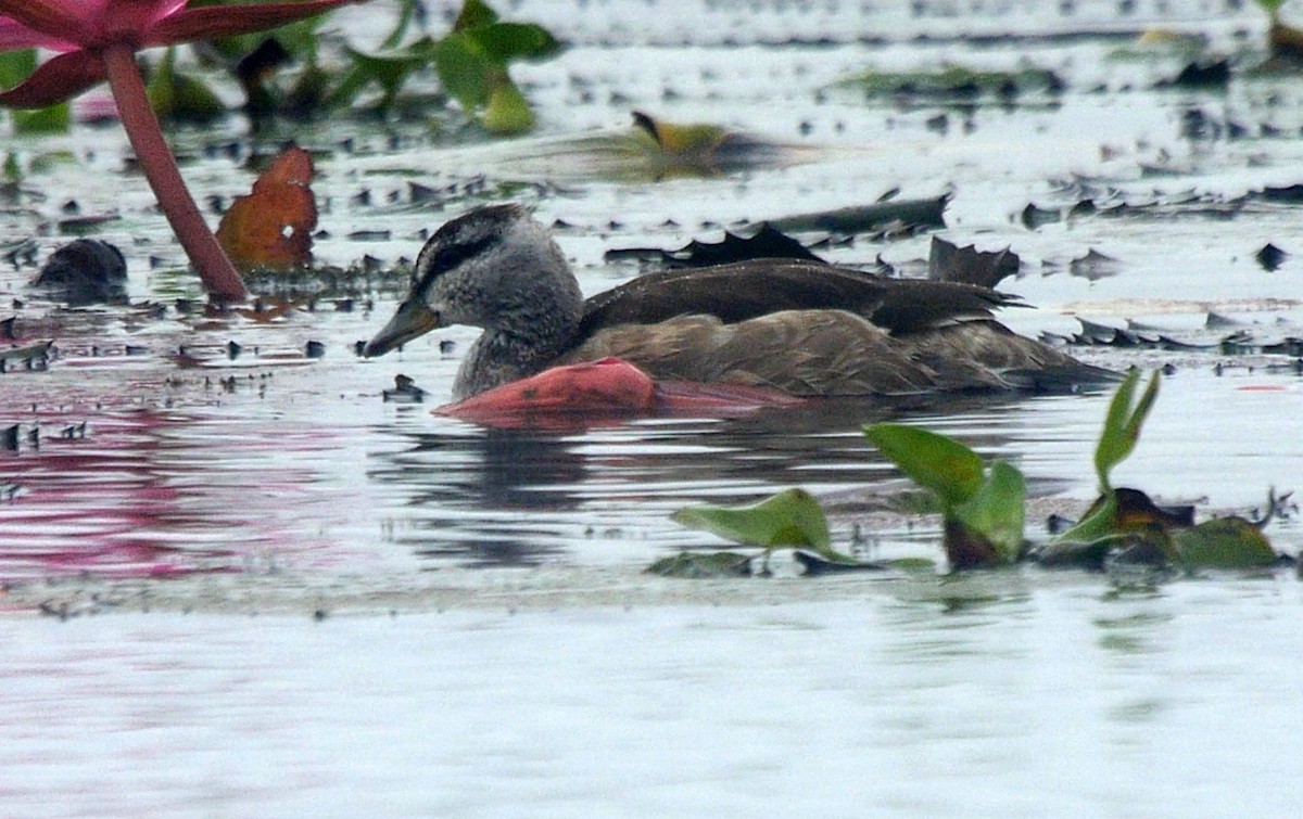 Cotton Pygmy-Goose - ML205033351