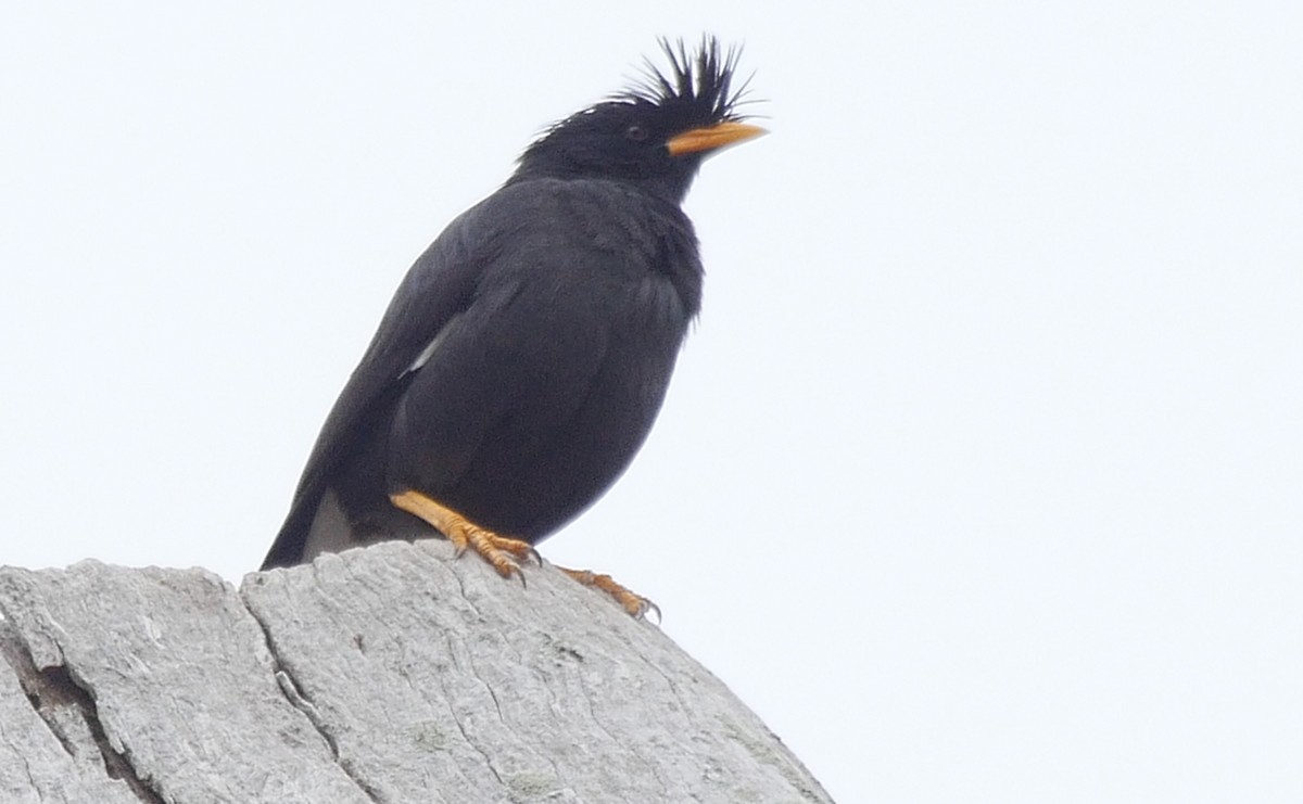 Great Myna - ML205033361