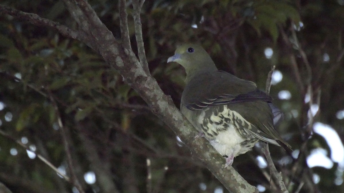 Whistling Green-Pigeon (Ryukyu) - Josep del Hoyo