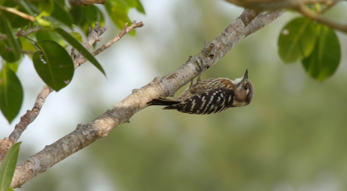 Japanese Pygmy Woodpecker - ML205033661