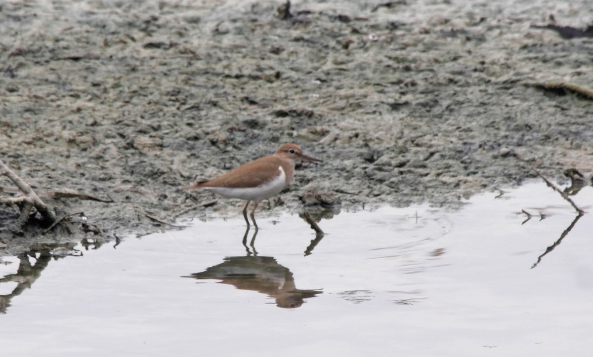 Common Sandpiper - ML205033771