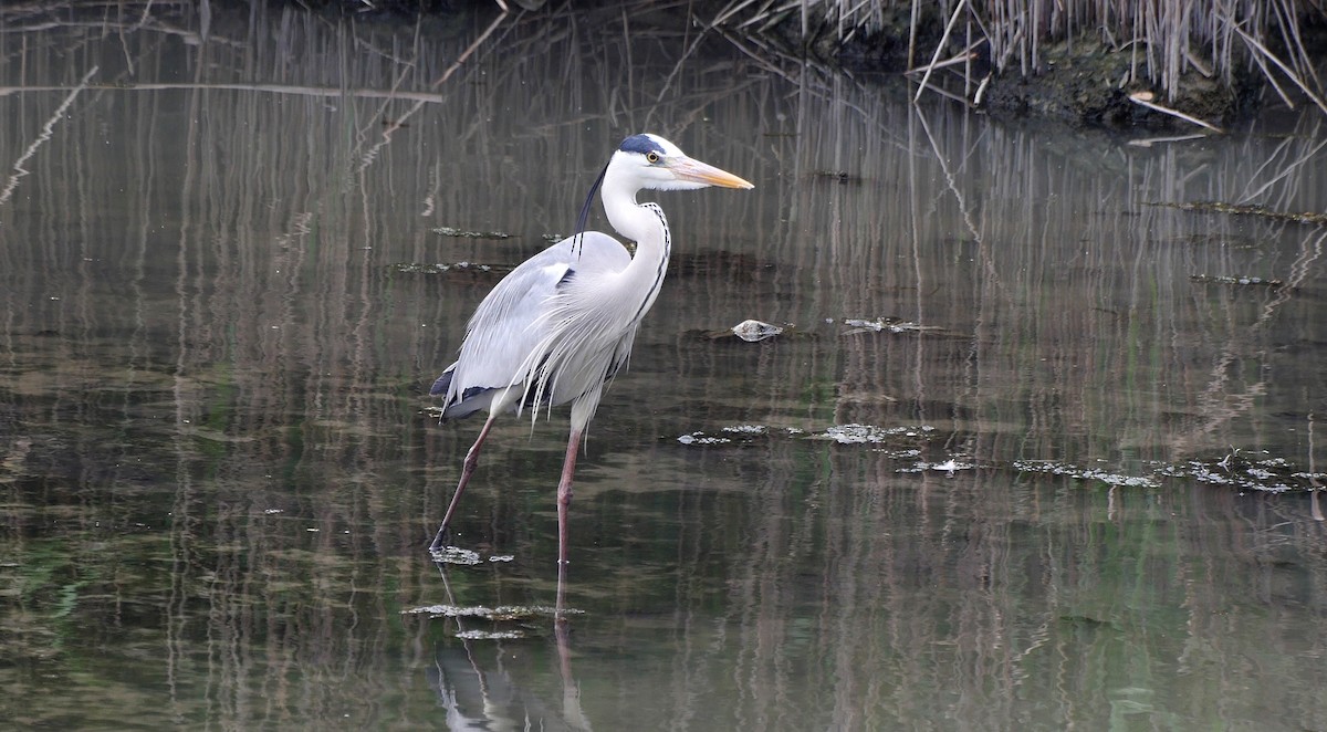 Gray Heron (Gray) - ML205033781